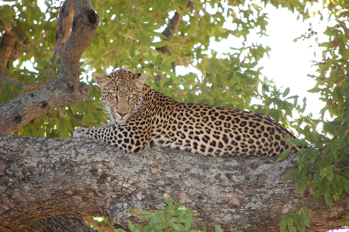 leopard, Timbavati, South Africa