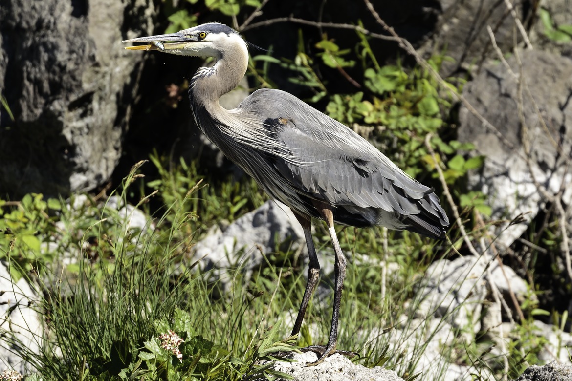 Great Blue Heron, Rogue River, Oregon, United States