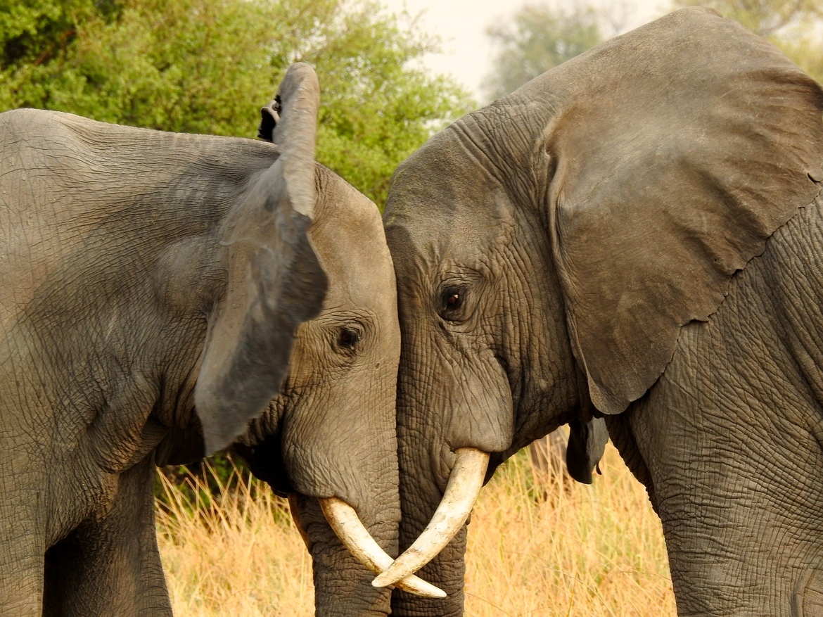 African elephants, Linyanti Private Reserve, Botswana