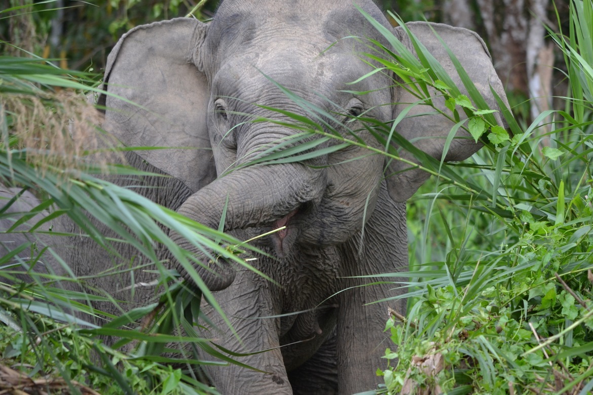 Asian Pygmy Elephant, Kinabatangan River Sabah, Malaysia, Malaysia