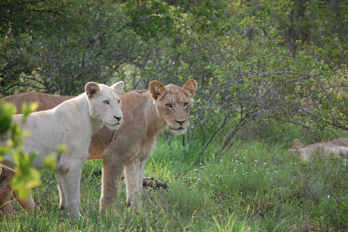 lions, Timbavati, South Africa