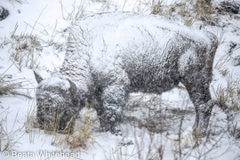 Grid american bison 3426