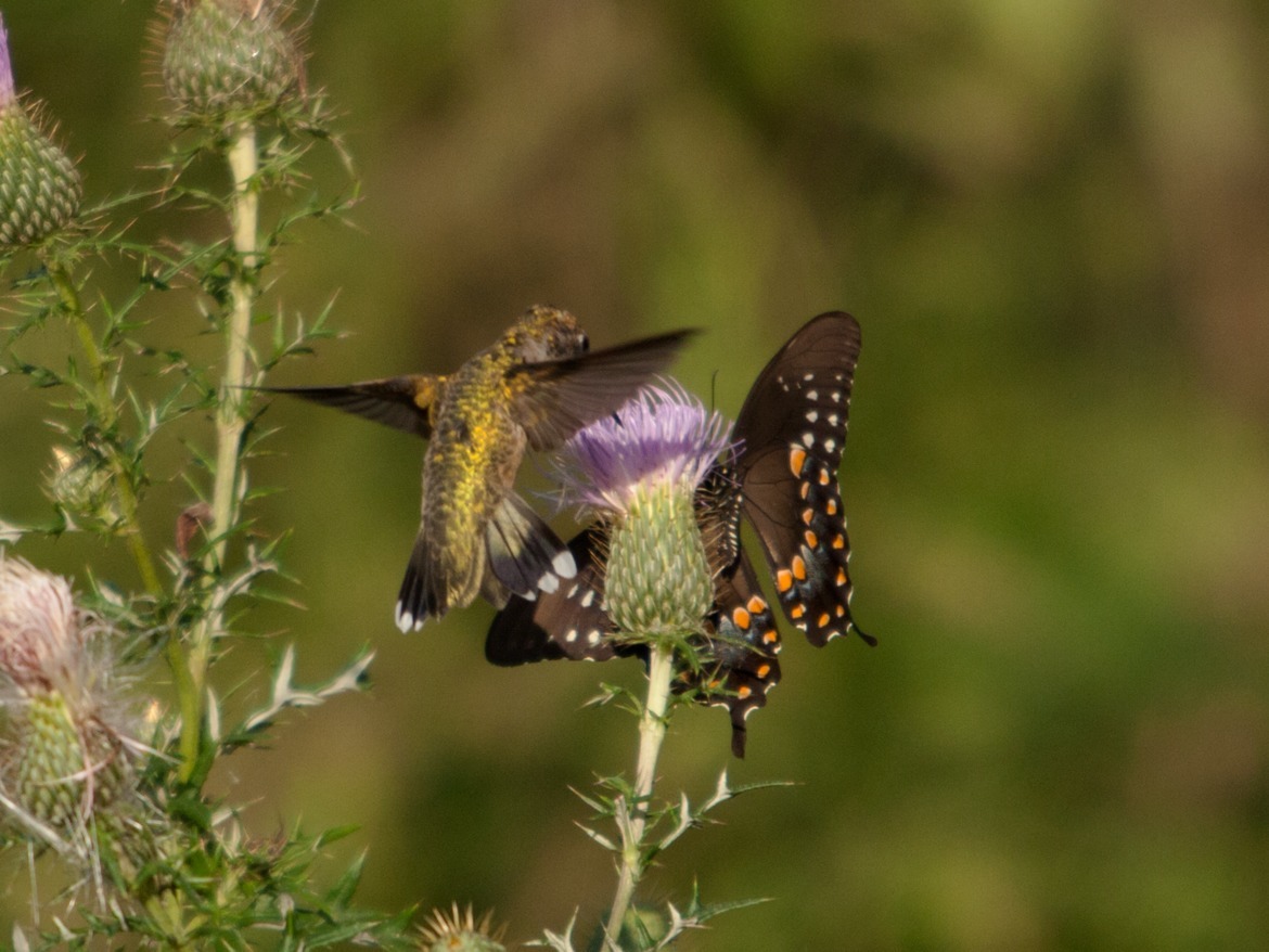 Ruby-throated hummingbird and Spicebush Swallowtail butterfly, Shelby Farms Park - Memphis, TN, United States