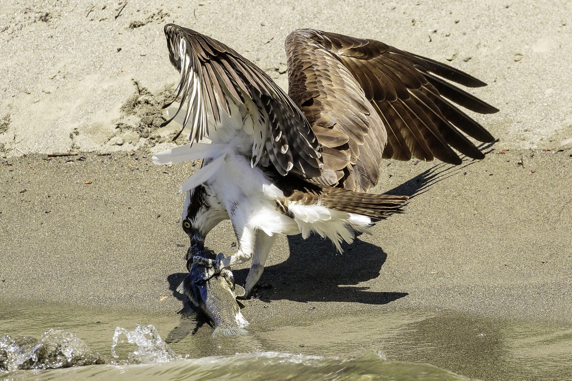 Osprey, Rogue River, Oregon, United States