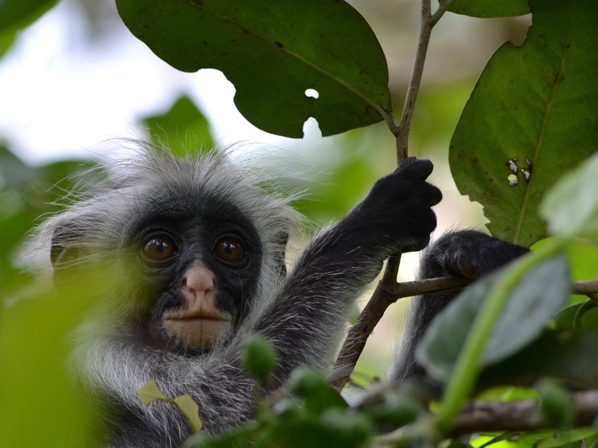 Red Colobus Monkey, Jozani Forest, Zanzibar