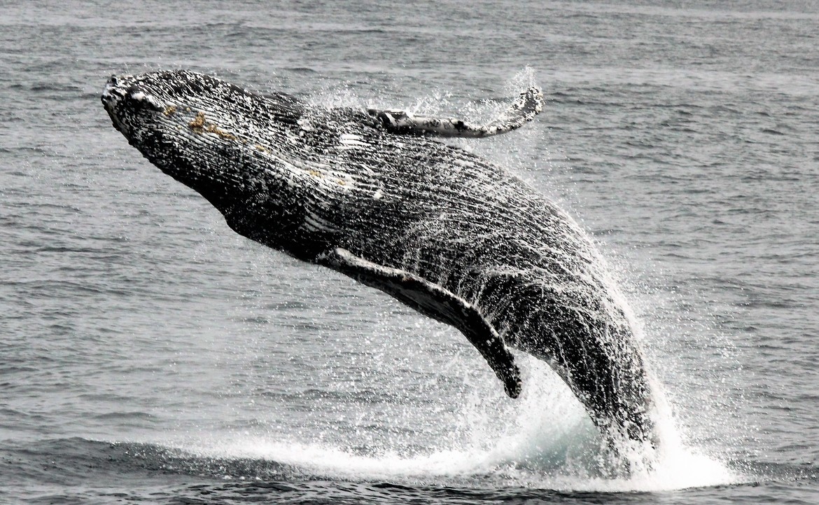 Baleen whale Humpback, Moss Landing/Monterey Bay, California, United States