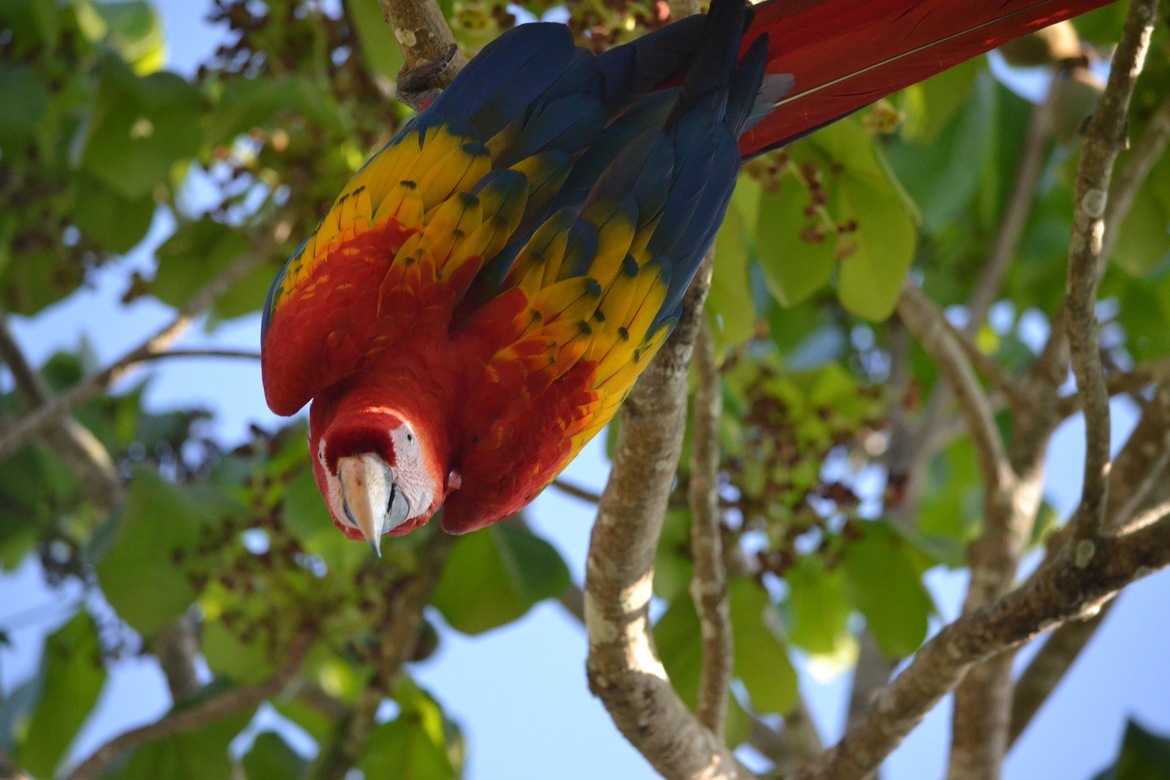 Scarlet Macaw, Herradura, Costa Rica