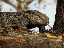 Grid bposkanzer rock monitor lizard sticking out tongue