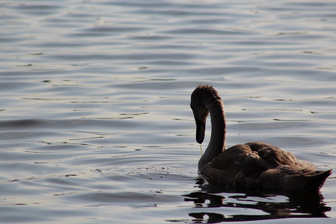 Mute Swan, The Serpentine at Hyde Park, London, UK