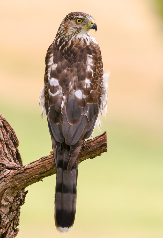 Sharp-shinned Hawk, Clinton, MD, backyard, United States