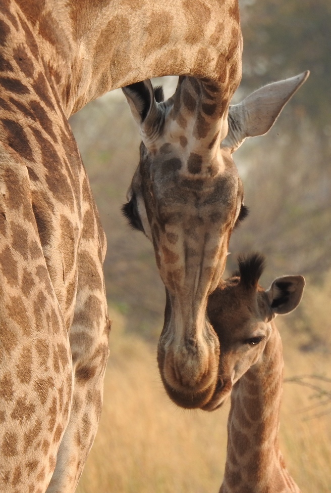 giraffe, Okavango Delta, Botswana