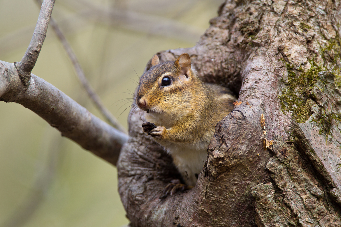 Eastern Chipmunk, Croom, MD, Patuxent River Park, United States