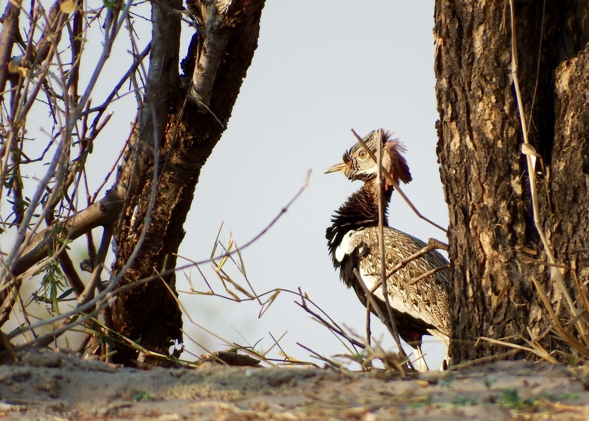 Kori Bustard, Savuti, Botswana