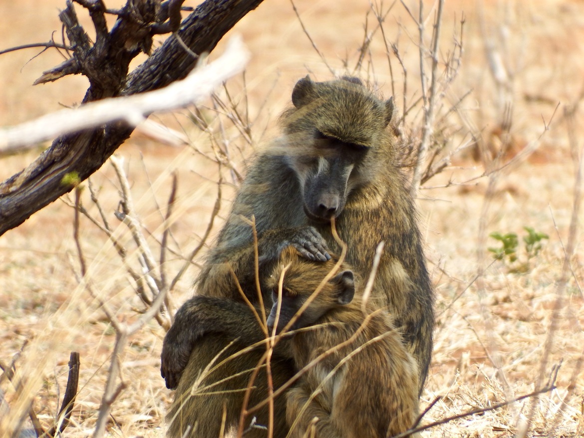 Baboon, Chobe, Botswana