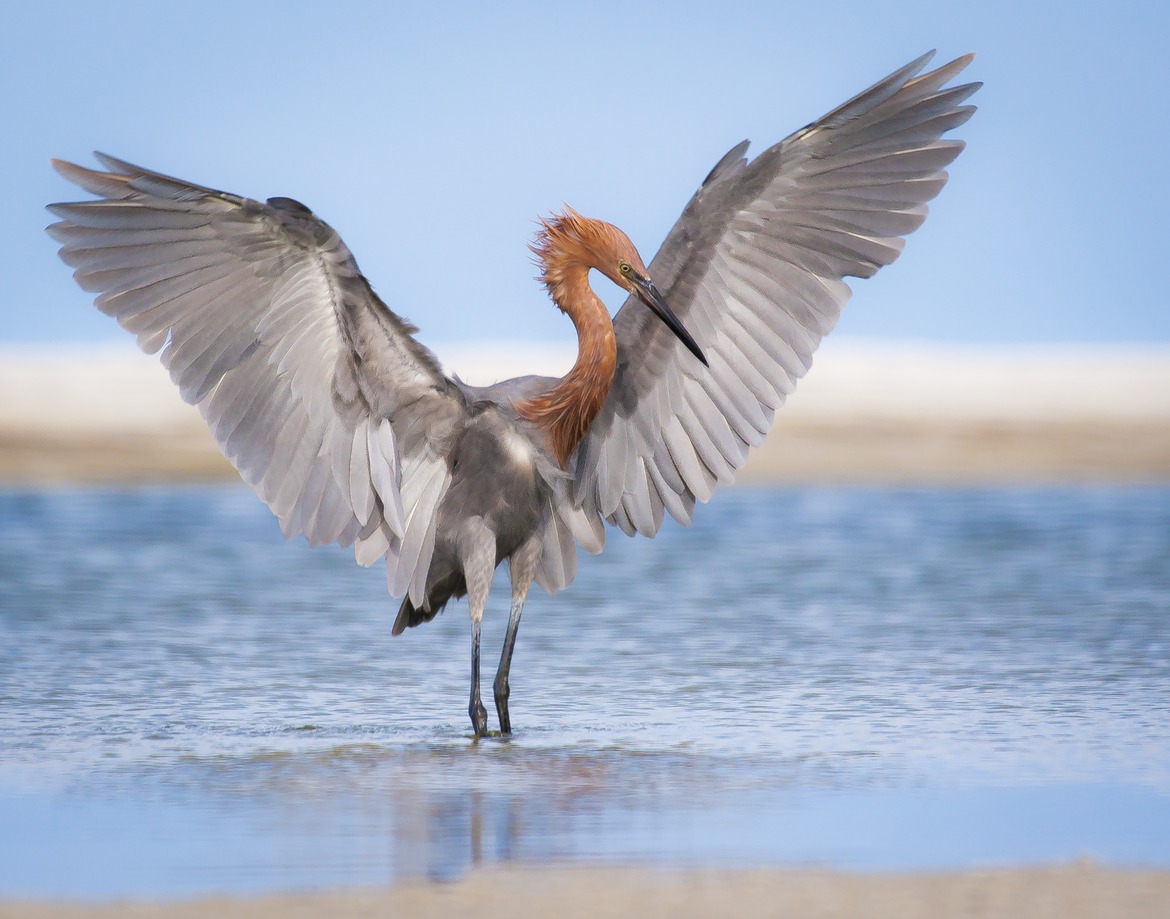 Sandhill Cranes, Circle B Bar Reserve, Lakeland, Florida, United States