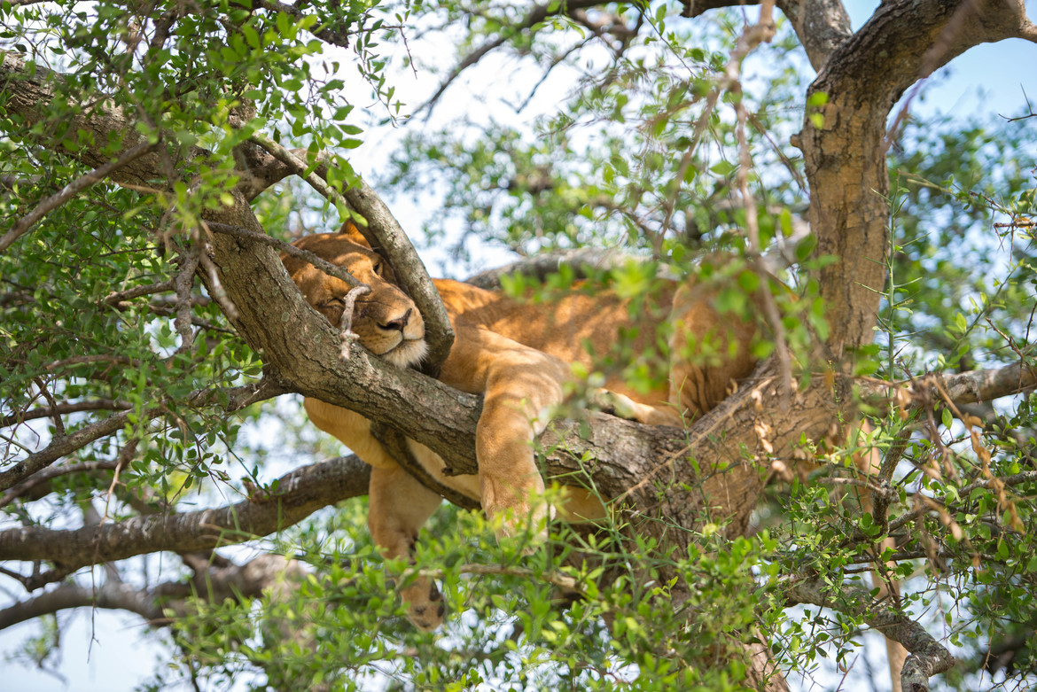 Lion, Serengeti National Park, Tanzania