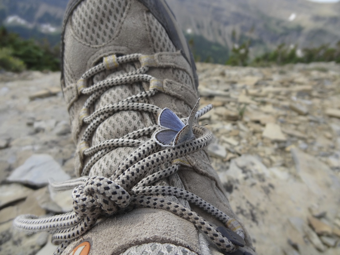 Butterfly, Glacier National Park, United States