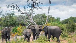 Grid elephantstandoff2