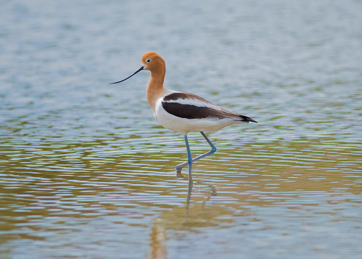 American Avocet, Colorado, United States
