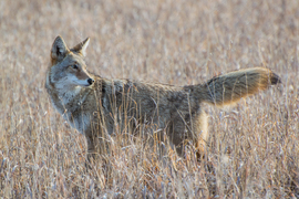 Grid majestic coyote close up 36 x 24