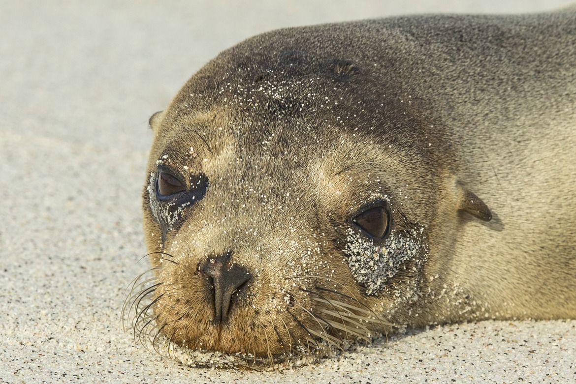 Galapagos Sea Lion, Galapagos Islands, Ecuador