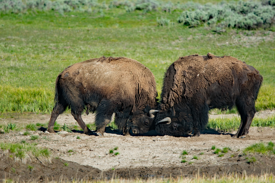 American Bison, Yellowstone National Park, United States