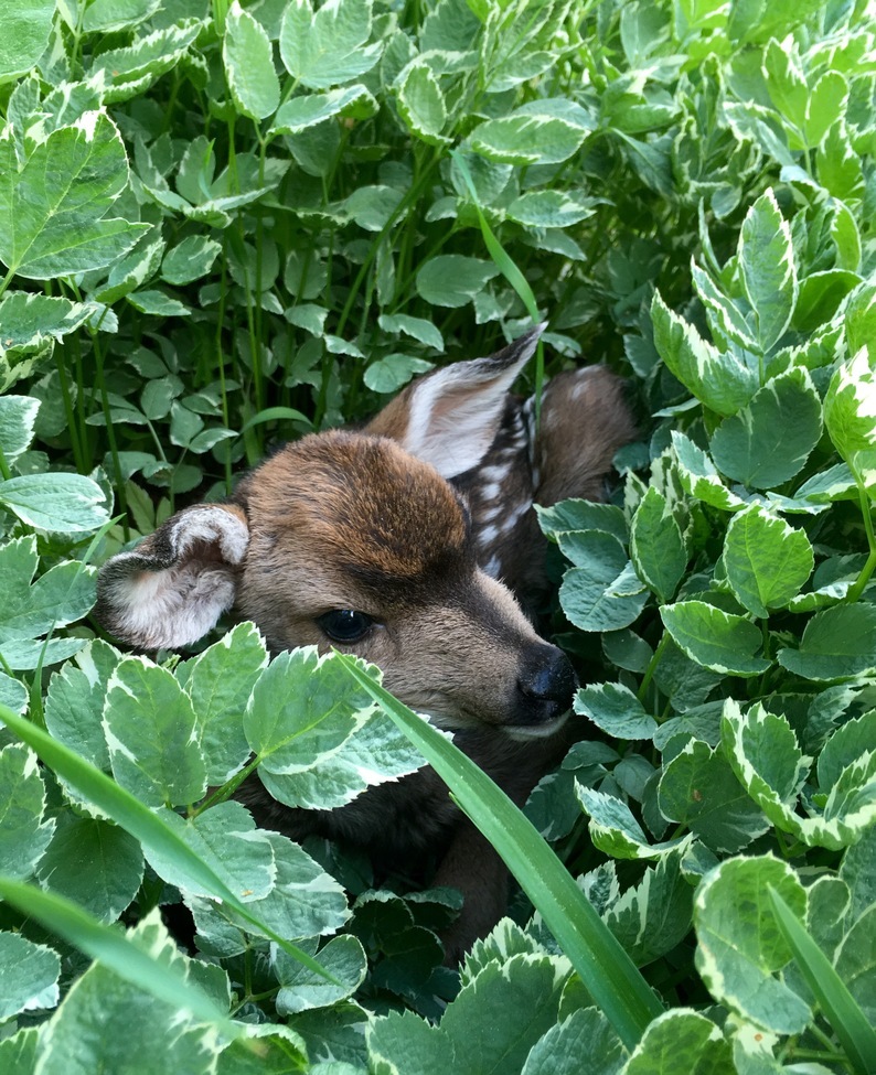 White tailed deer, Utah, United States