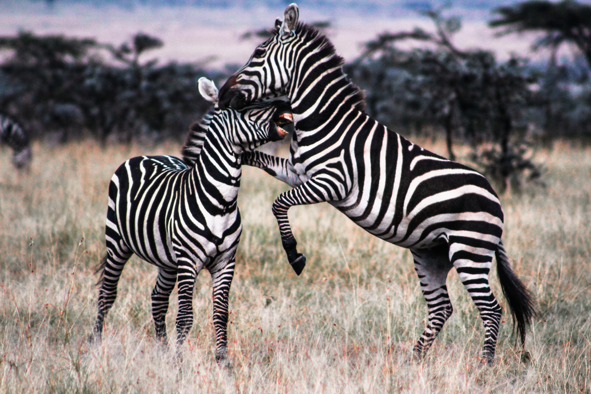 Equus quagga/Plains Zebra, Maasai Mara National Reserve, Kenya