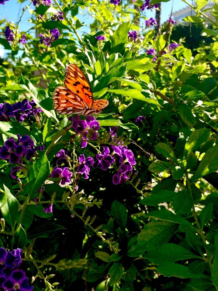 Butterfly , Turks and Caicos, Turks and Caicos