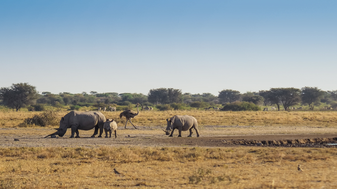 Rhino, Ostrich, Khama Rhino Sanctuary, Botswana