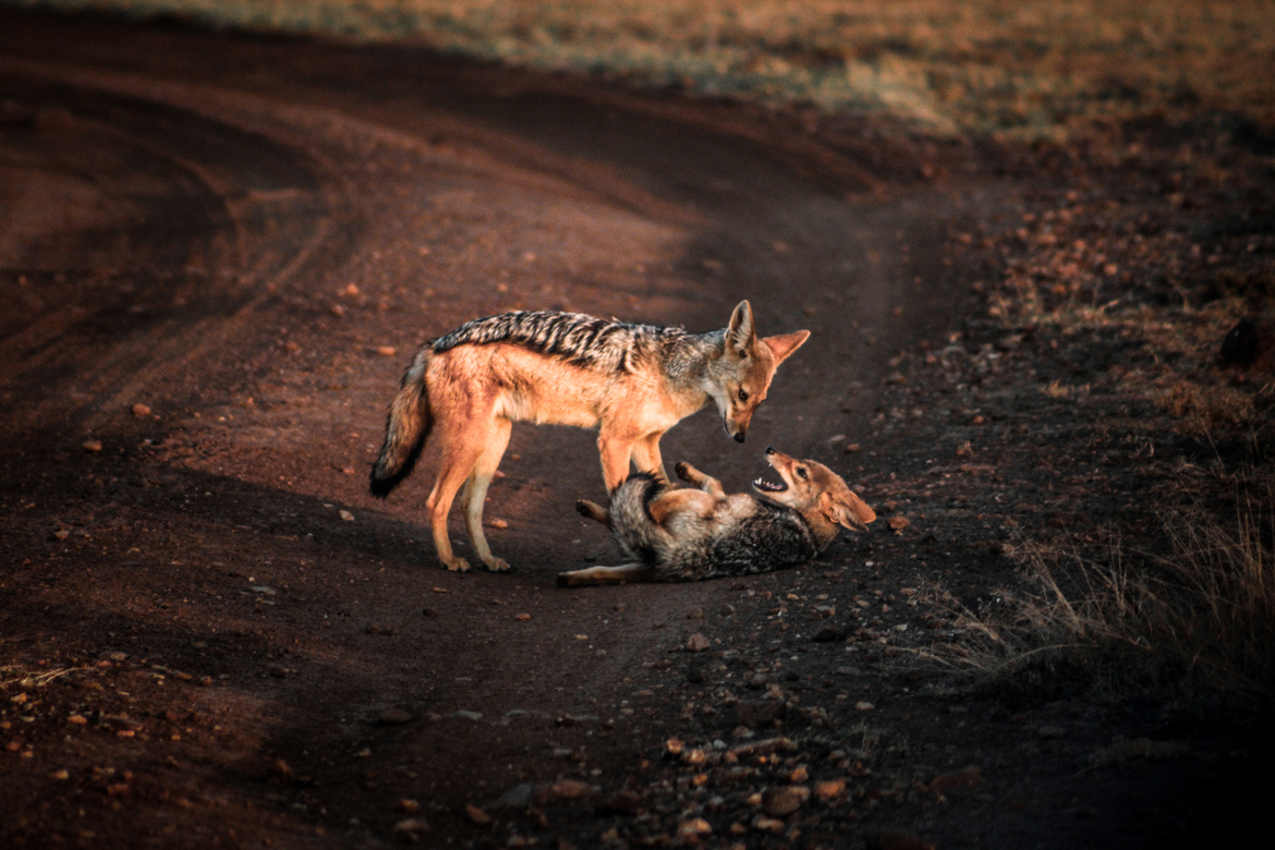 Jackal, Maasai Mara National Reserve, Kenya