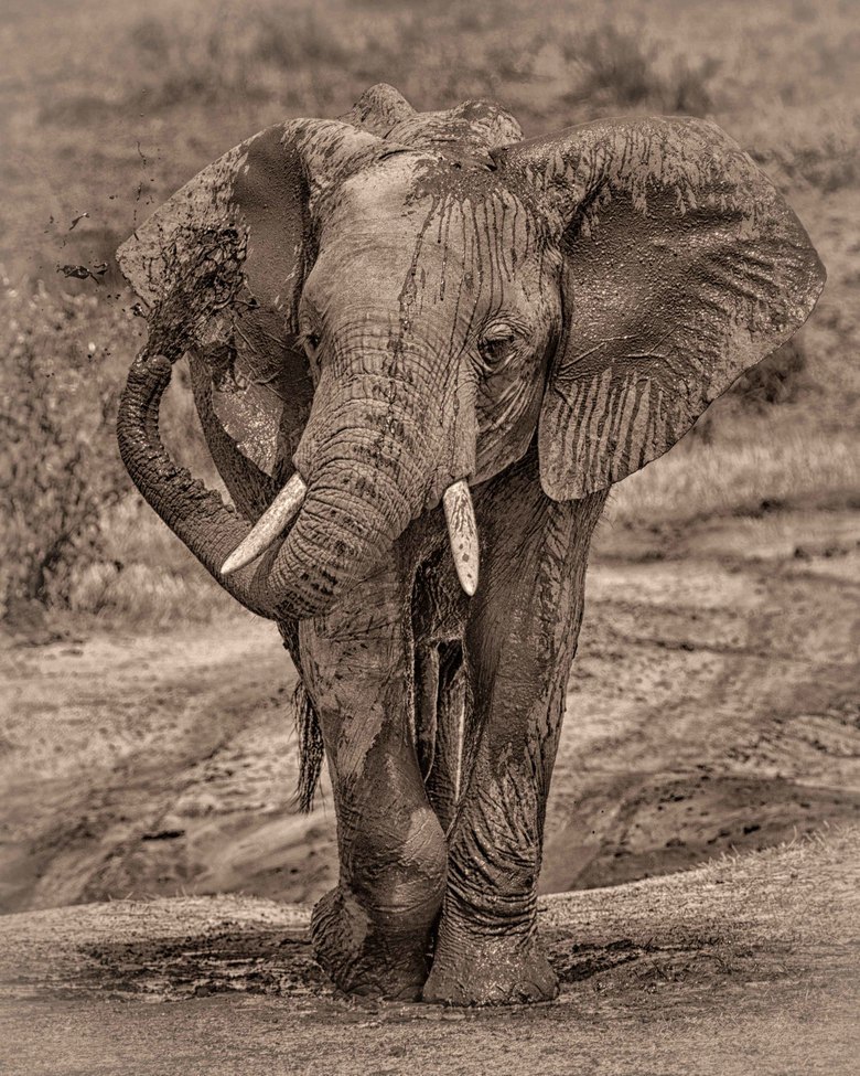 Elephant, Masai Mara , Kenya