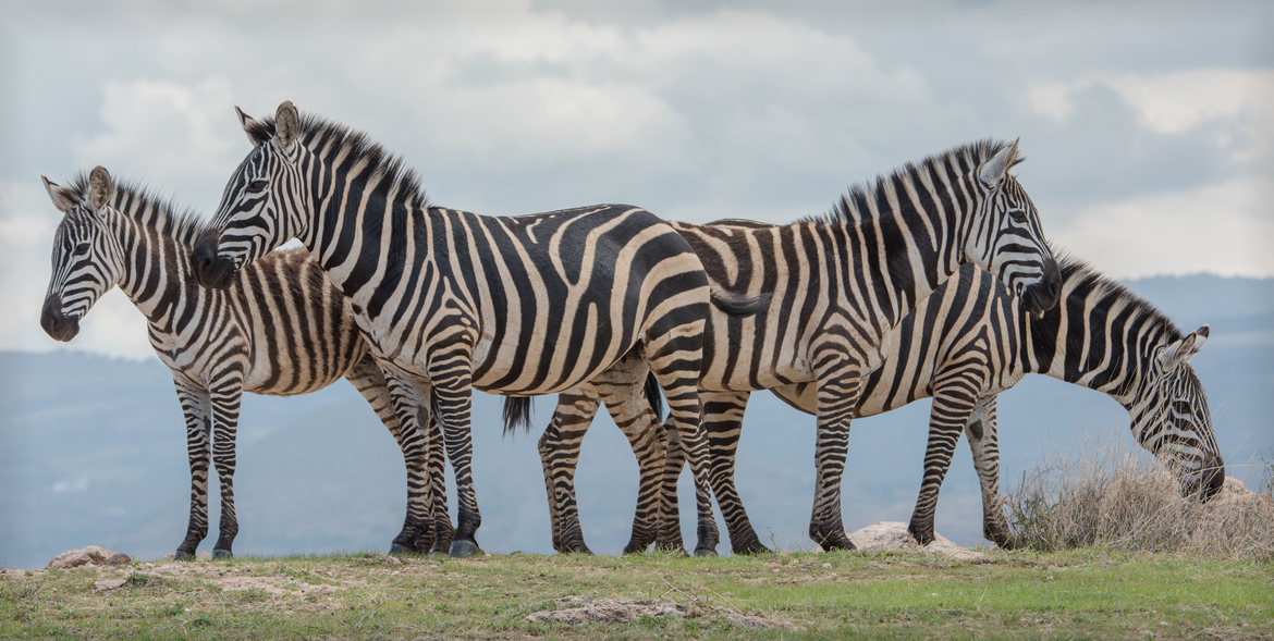 Zebra, Lewa Wildlife Conservancy, Kenya