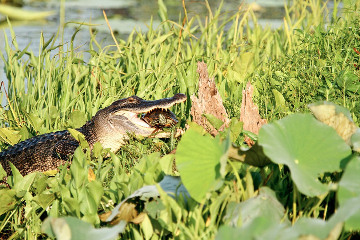 Alligator, Brazos State Park  , USA