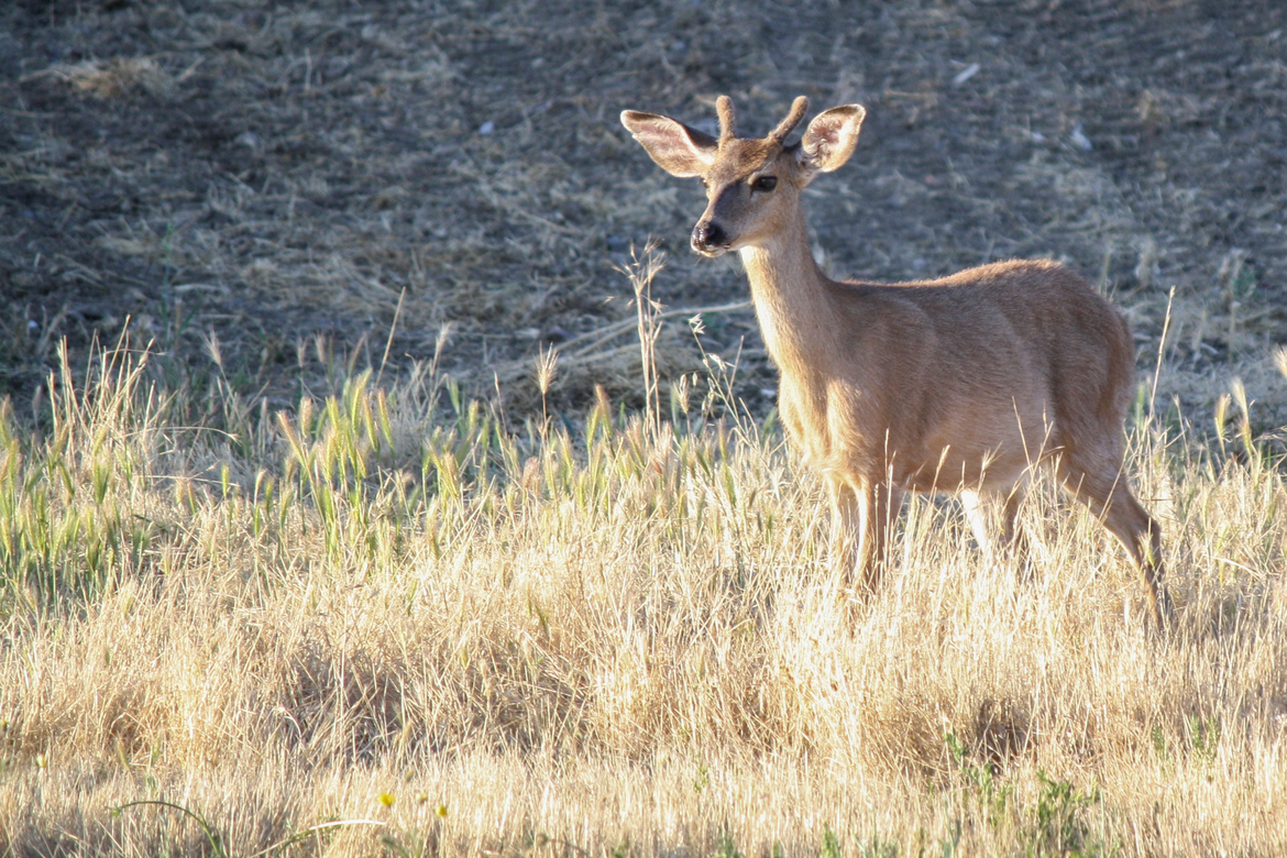 Blacktail Deer, Southern Oregon, United States