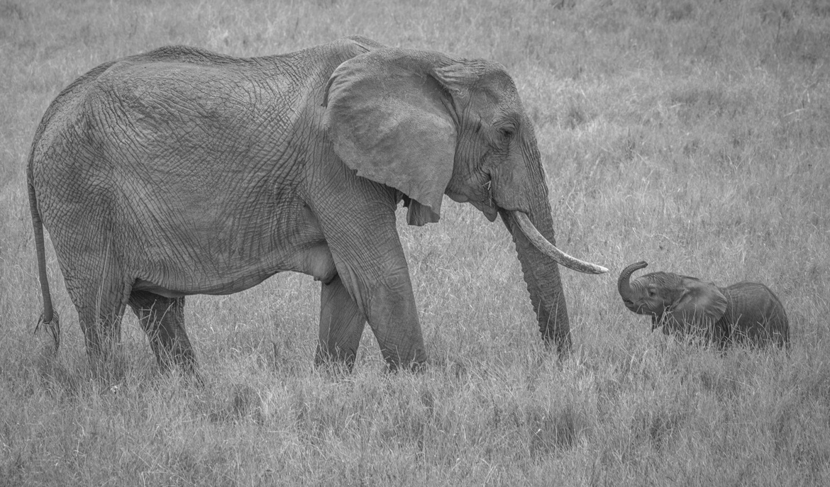 Elephant, Lewa Wildlife Conservancy, Kenya