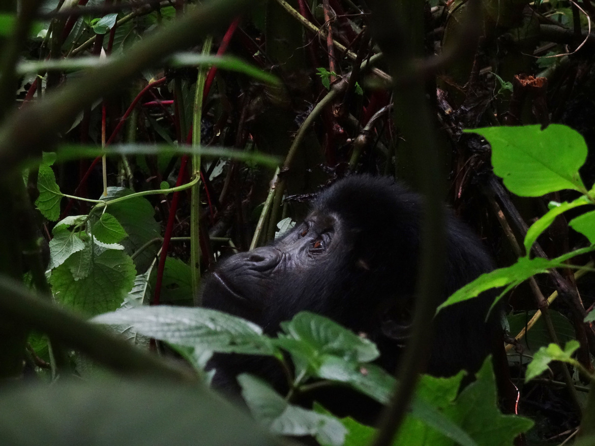 Gorilla, Bwinde Impenetrable Forest, Uganda