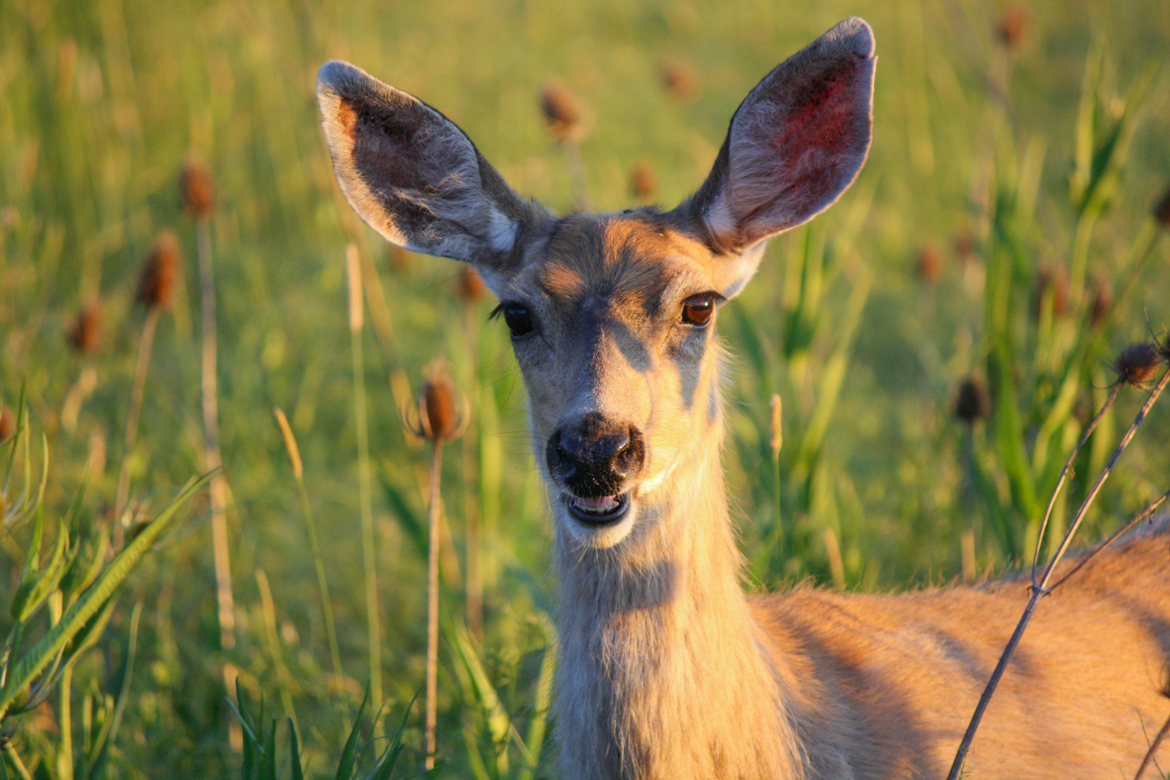 Blacktail Deer, Southern Oregon, United States