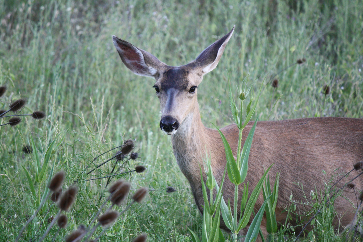 Blacktail Deer, Southern Oregon, United States