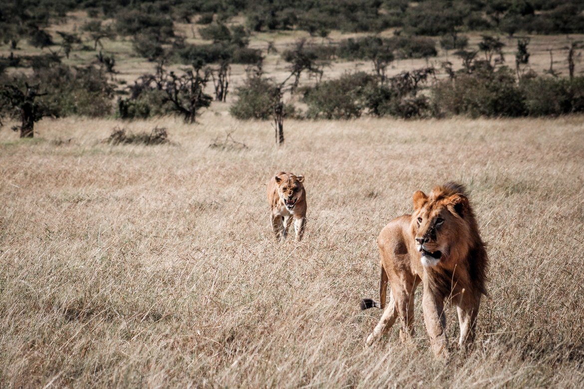 Panthera leo/Lion, Maasai Mara National Reserve, Kenya