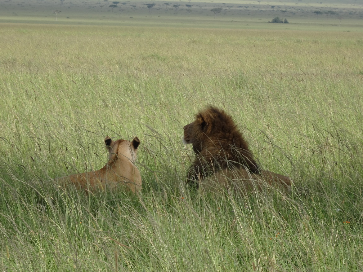 Lions, Masai Mara, Kenya