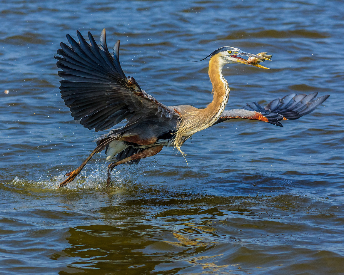 Blue Heron, James River, United States