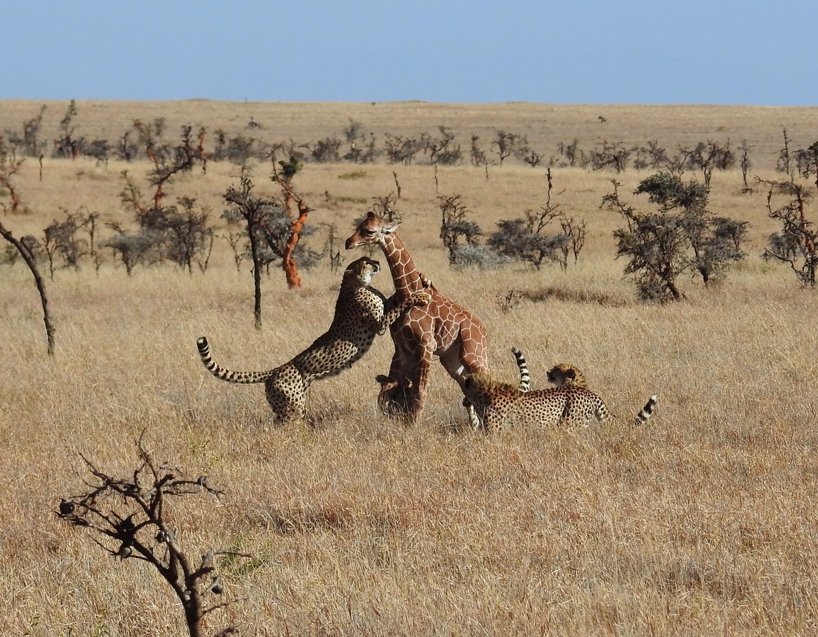 Cheetah, Lewa Wildlife Conservancy, Kenya