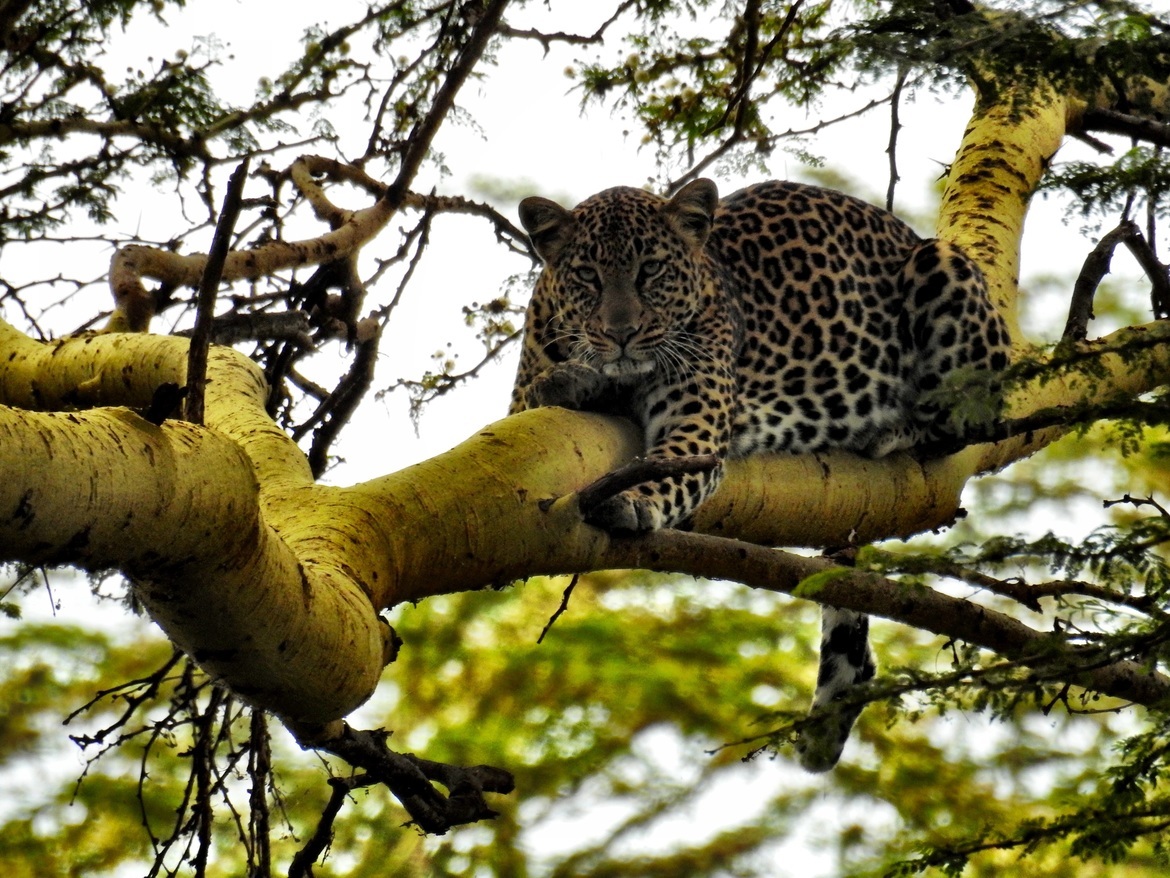 Leopard, Lewa Wildlife Conservancy, Kenya