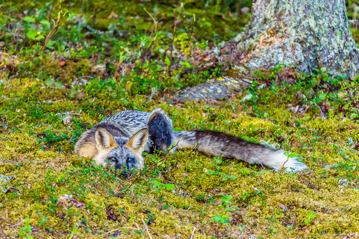 Cross Fox, Northern Manitoba, Canada