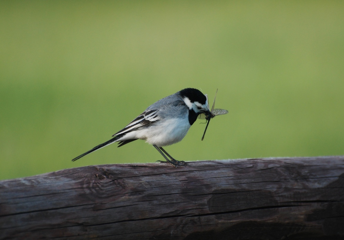 White Wagtail, Bialowieza Forest, Poland