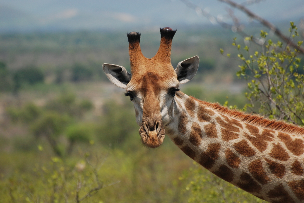 Giraffe, Kruger National Park, South Africa
