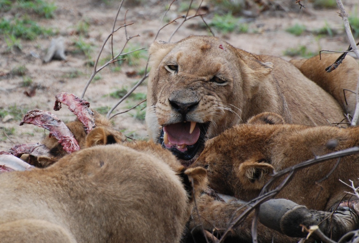 Lion, Kruger National Park, South Africa