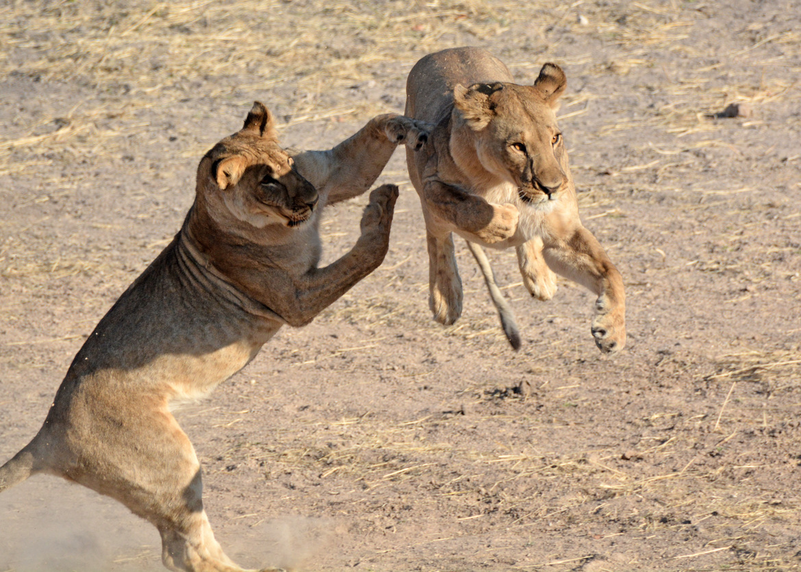Lion, Omgava, Namibia
