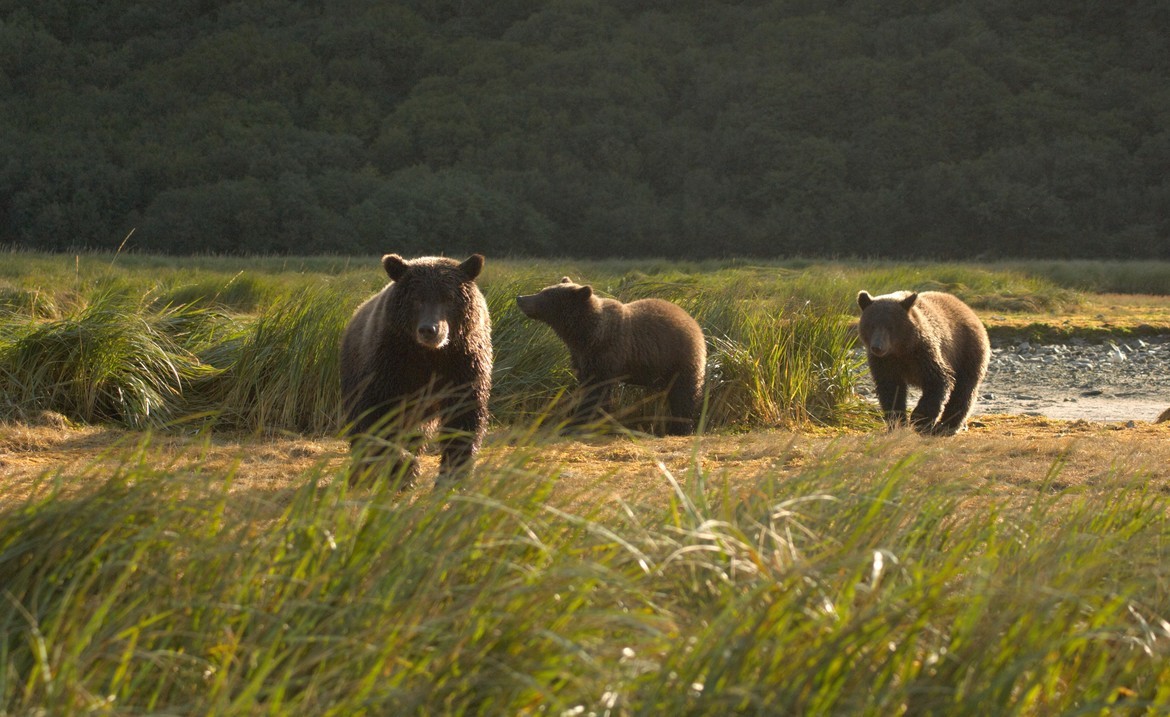 Brown Bear, Katmai National Park, USA